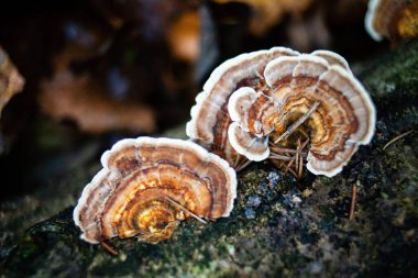 Bir huş ağacı kuyruklu mantar grubunun yakın görüntüsü, versicolor trametes polyporaceae. 
