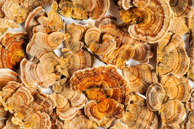 Trametes versicolor, genellikle hindi kuyruğu olarak bilinen bir çoklu gözenekli mantar türüdür. Beyaz arkaplanda izole. 