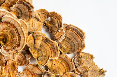 Trametes versicolor, genellikle hindi kuyruğu olarak bilinen bir çoklu gözenekli mantar türüdür. Beyaz arkaplanda izole. 