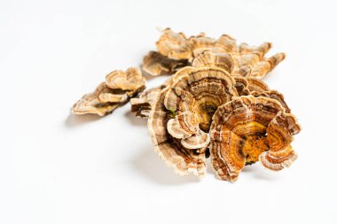 Trametes versicolor, genellikle hindi kuyruğu olarak bilinen bir çoklu gözenekli mantar türüdür. Beyaz arkaplanda izole. 