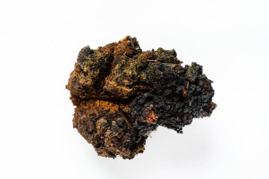 Chaga inonotusobliquus, Chaga 'da geleneksel beyaz mantar. Tıbbi ve biyoloji kavramı. 