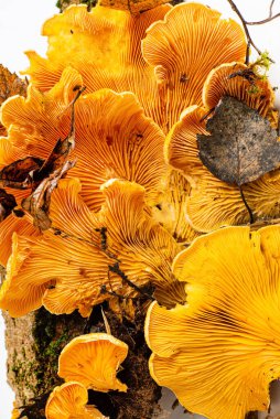 Phyllotopsis Nidulan 'lar beyaz grupta