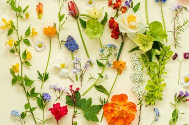 Sarı arka planda bahar çiçekleri ve yapraklar