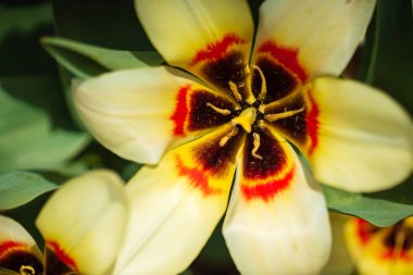 Bahar bahçesinde laleler