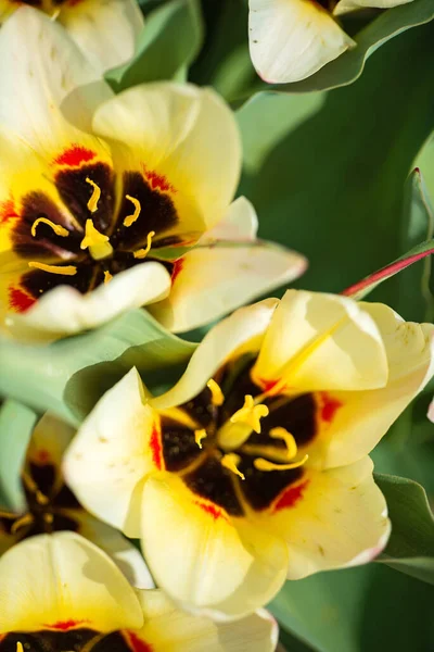 Tulpen Frühlingsgarten — Stockfoto