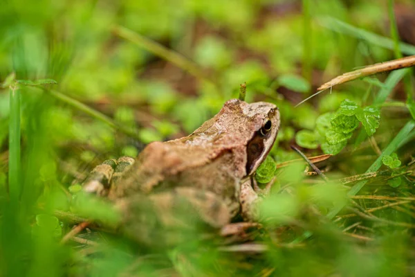 유기농 정원에 개구리 — 스톡 사진