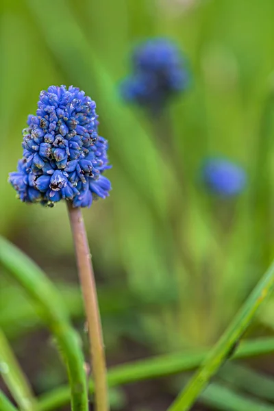Blue Muscari Garden — Stock Photo, Image