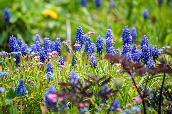 Modrý Muscari Zahradě — Stock fotografie