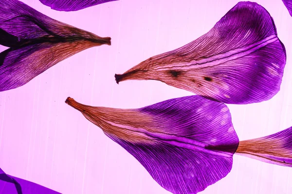 Iris Petals Pink Background — Stock Photo, Image