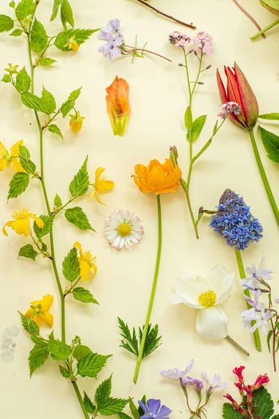 黄色背景上的春花和春叶 — 图库照片