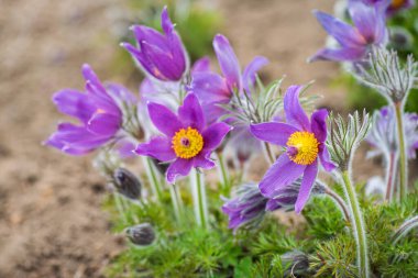 Bahar bahçesinde pasque-çiçek