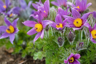 Bahar bahçesinde pasque-çiçek