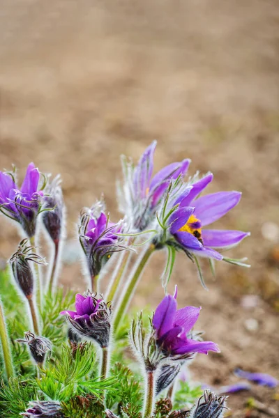 Pasque Bloem Voorjaarstuin — Stockfoto