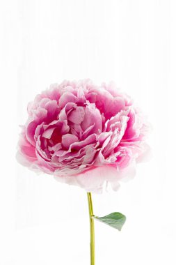 Beyaz arka planda şakayık