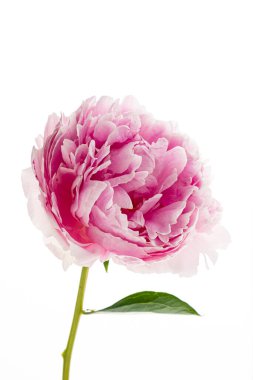 Beyaz arka planda şakayık