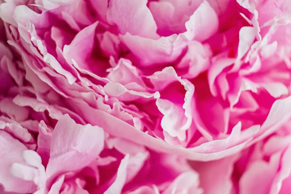 Κοντινό Πλάνο Των Όμορφων Ροζ Παιώνιων Λουλουδιών — Φωτογραφία Αρχείου