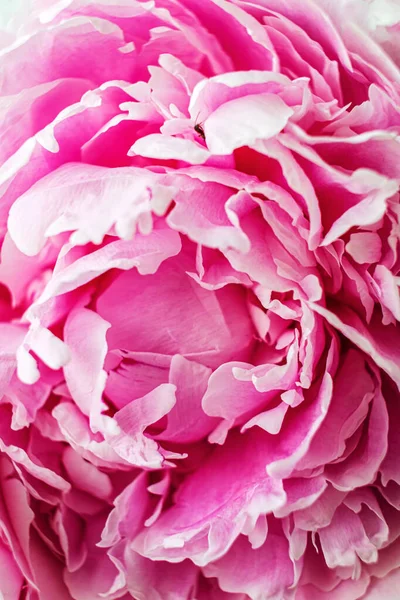 关闭美丽的粉红色牡丹花 — 图库照片