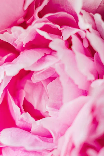 Κοντινό Πλάνο Των Όμορφων Ροζ Παιώνιων Λουλουδιών — Φωτογραφία Αρχείου