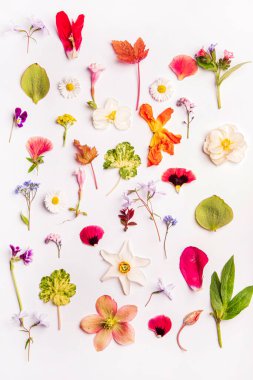 Beyaz arka planda bahar çiçekleri