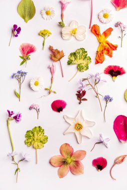 Beyaz arka planda bahar çiçekleri