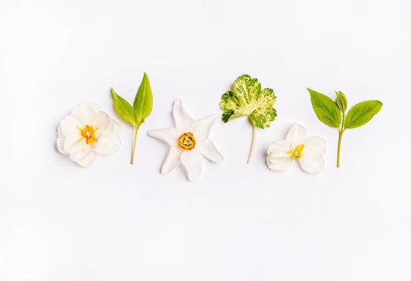 Flores Primavera Fundo Branco — Fotografia de Stock