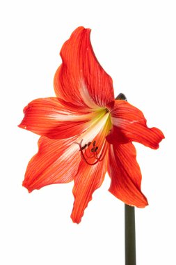 Beyaz arkaplanda Amaryllis