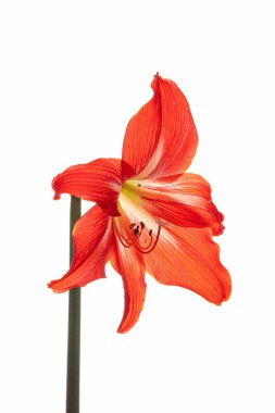 Beyaz arkaplanda Amaryllis