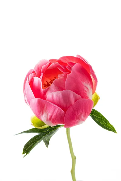 Peony Белом Фоне — стоковое фото