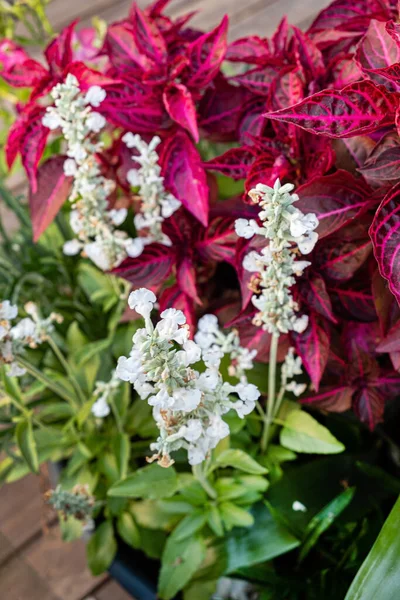 Buiten Bloempotten Voor Kleine Tuin — Stockfoto