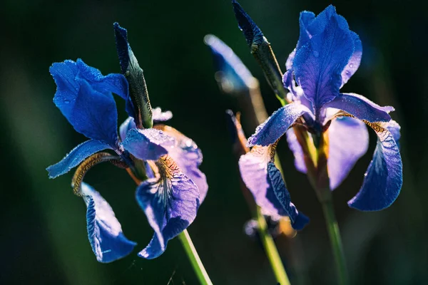 Iris Fiori Giardino — Foto Stock