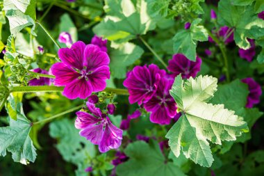 Malva tuvaletinin güzel pembe çiçekleri 