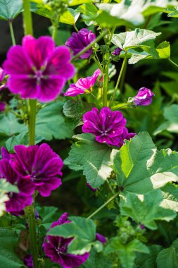 Malva tuvaletinin güzel pembe çiçekleri 