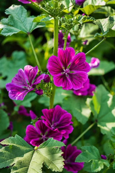Beautiful Pink Flowers Malva Lavatera — Stock Photo, Image