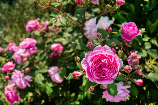 Roze Rozen Tuin — Stockfoto