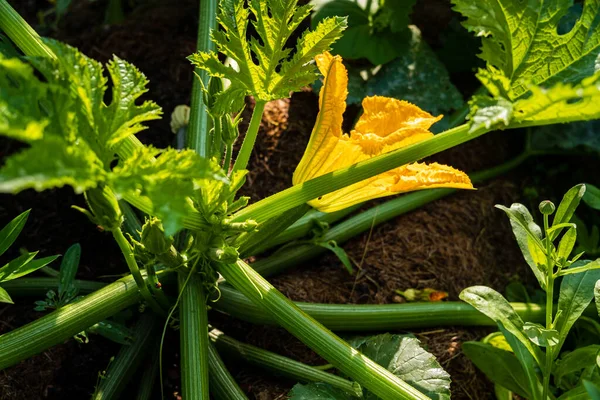 Närbild Unga Våren Zucchini Blommor Med Knoppar Gul Bakgrund — Stockfoto