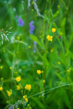 Atmosfer yaz çiçeklenme çayır - çim ve çiçek rüya gibi ayrıntılı güneşli sabah