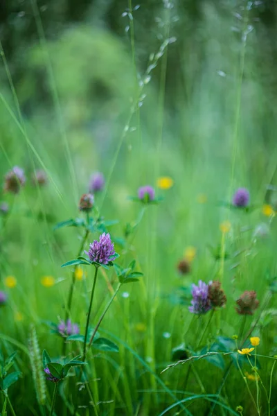 Atmosphere Summer Flowering Meadow Sunny Morning Grass Flowers Dreamy Detail — Stock Photo, Image