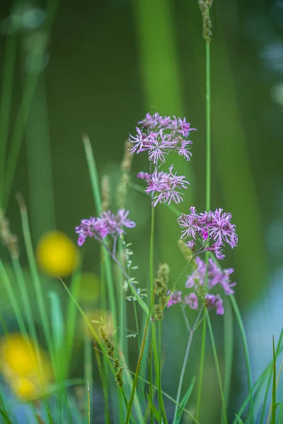 Atmosfera Prado Floração Verão Manhã Ensolarada Com Grama Flores Detalhe — Fotografia de Stock