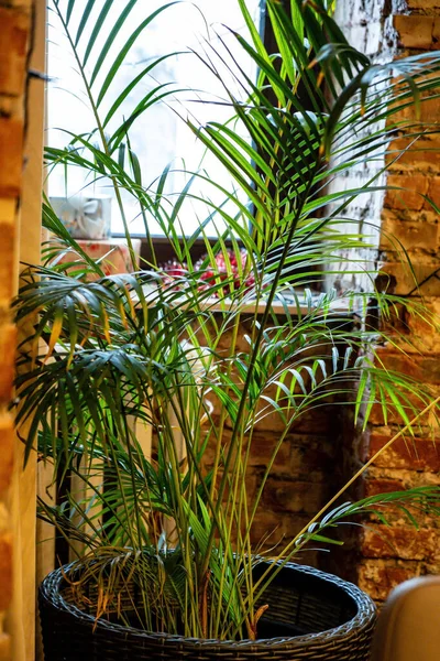 Palm Pot Window — Stock Photo, Image