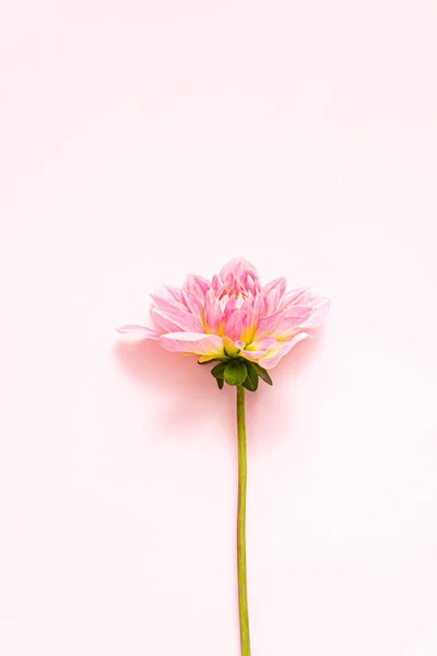 Taze Yıldız Çiçeği Üst Manzara — Stok fotoğraf