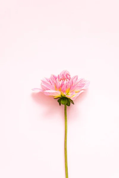 Fresh Dahlia Top View — Stock Photo, Image