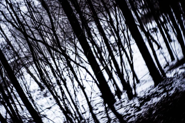 Темний Ліс Розмитими Деревами — стокове фото