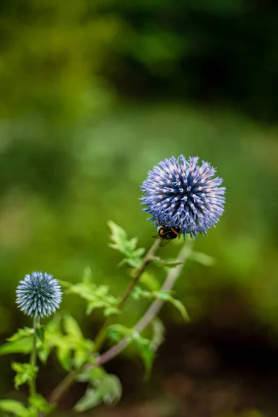 Echinops Fehér Virág Természetben — Stock Fotó