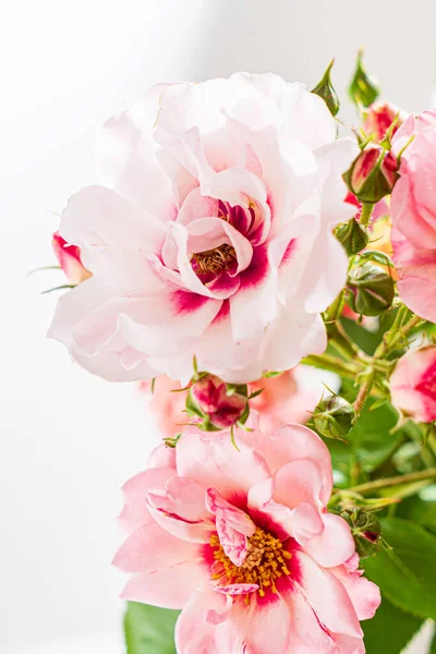 Růže Bílém Pozadí — Stock fotografie