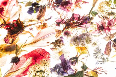 Kurumuş çiçekler ve beyaz yapraklar