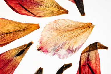 Beyaz arka plan üzerinde kurutulmuş Lale yaprakları