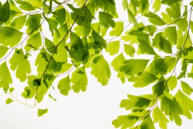 Beyaz izole şube yeşil yaprak 
