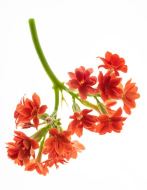 Beyaz artalanları güzel kırmızı çiçekler