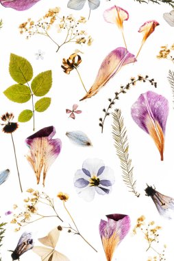 Beyaz arka planda kurumuş çiçekler