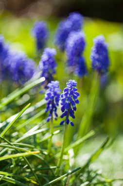 Bahçede bahar çiçekleri